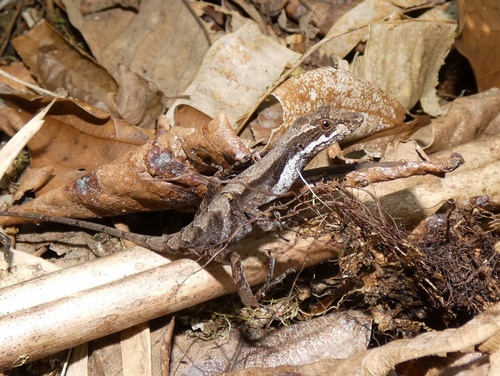 West Panamanian Anole, Anolis magnaphallus