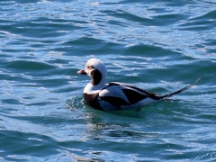 Clangula hyemalis