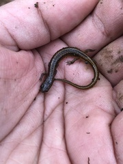 Eurycea multiplicata