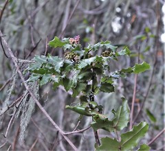 Berberis pinnata pinnata