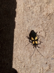 Sephina formosa