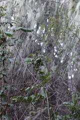 Berberis pinnata pinnata