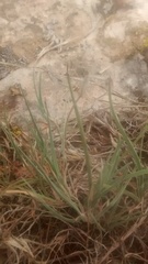 Muhlenbergia alopecuroides
