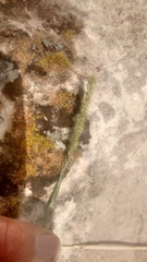 Muhlenbergia alopecuroides
