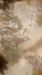 Muhlenbergia alopecuroides