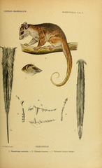 Bushy-Tailed Opossum photo 3