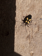 Sephina formosa