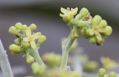 Casimiroa calderoniae