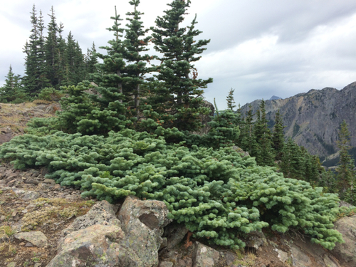subalpine fir