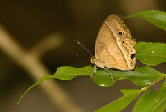 Mycalesis orseis
