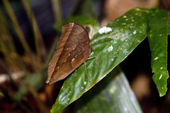 Thaumantis noureddin