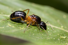 Camponotus festinus