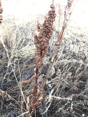 Rumex crispus