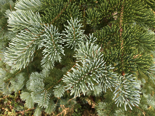subalpine fir
