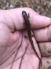 Eurycea multiplicata