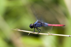 Orthetrum schneideri