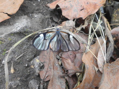 Pagyris cymothoe