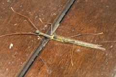 Marmessoidea vinosa