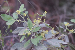 Casimiroa calderoniae