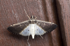 Orphnophanes eucerusalis