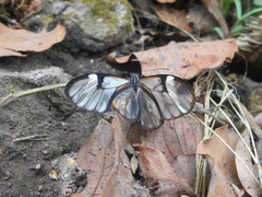 Pagyris cymothoe
