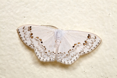 Teldenia specca
