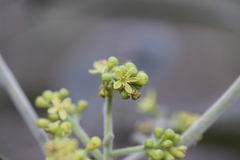Casimiroa calderoniae