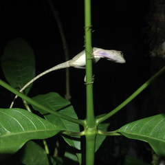 Anolis cobanensis