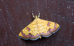Isocentris filalis