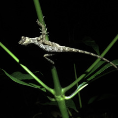 Anolis cobanensis