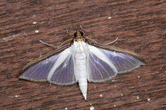 Cydalima laticostalis