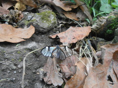 Pagyris cymothoe