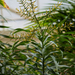 Pleomele angustifolia - Photo (c) 曾云保, μερικά δικαιώματα διατηρούνται (CC BY-NC), uploaded by 曾云保