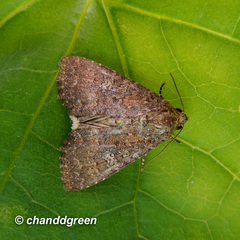 Condica illecta