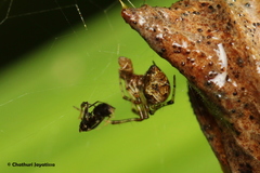Theridiidae