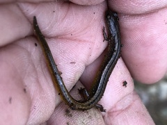 Eurycea multiplicata