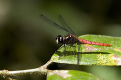 Lyriothemis cleis