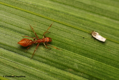 Myrmaplata plataleoides