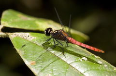 Lyriothemis cleis