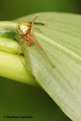 Tylorida striata