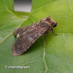 Condica illecta