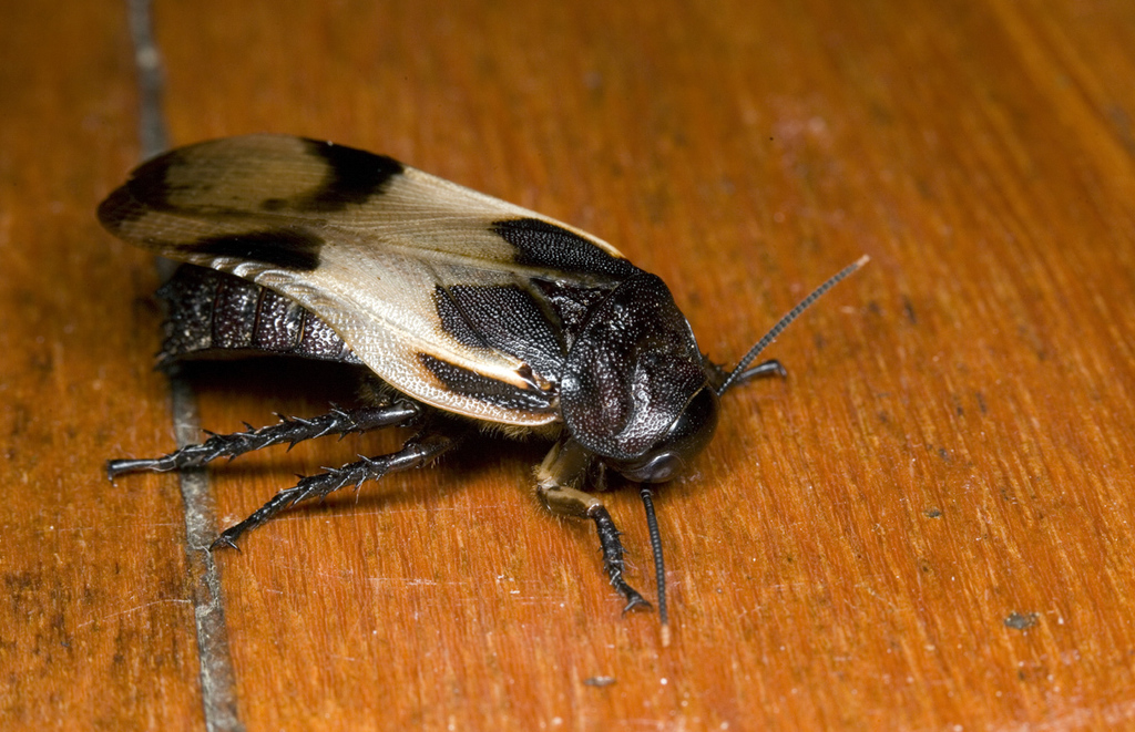 Caeparia crenulata