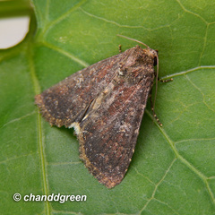 Condica illecta
