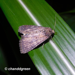 Condica illecta