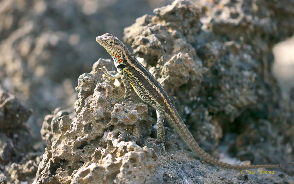Galapagos Lava Lizard