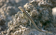 Galapagos Lava Lizard photo 1