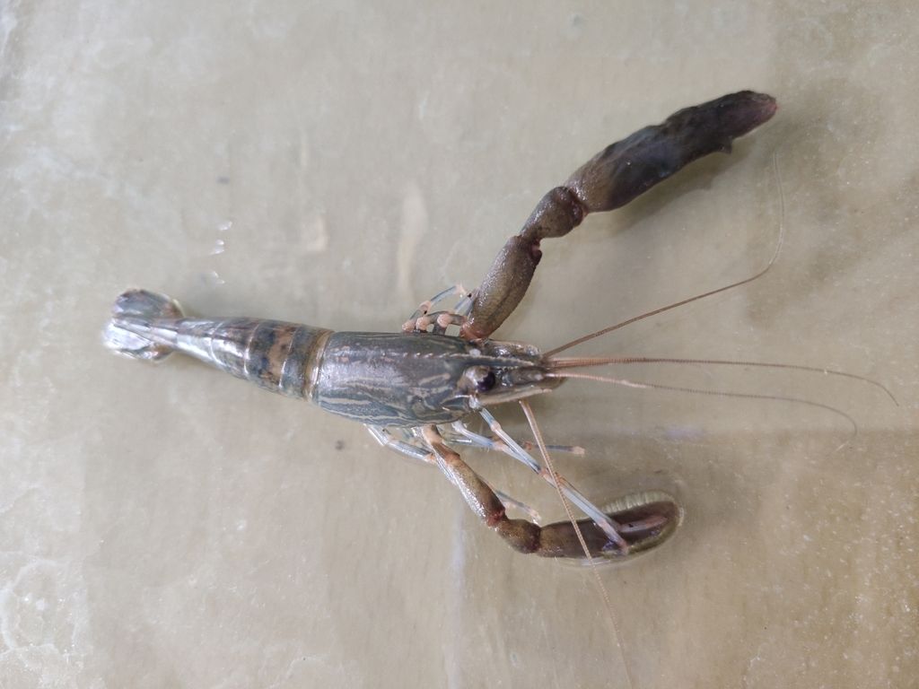 Macrobrachium dienbienphuense