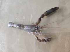 Macrobrachium dienbienphuense