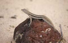 Microlophus barringtonensis