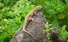 Microlophus barringtonensis